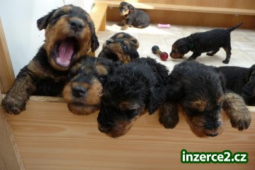 Štěňátka Airedale terriera_1 170269_1.jpg