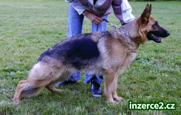 Německý ovčák - fenka 18.měsíců_1 1706_1.jpg