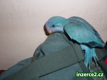Dokrmte si svého mníška_1 171128_1.jpg