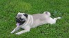 Mops 171281_t.jpg