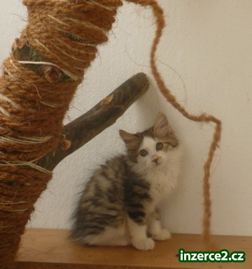 Kurilský bobtail s PP_2 172516_2.jpg