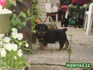 Rotvajler-kříženec_1 17252_1.jpg