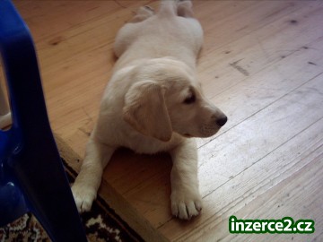 Nabízíme krásné čistokrevné štěně labradorského retrievera bez PP_1 172541_1.jpg