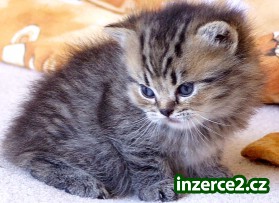 ZDARMA koťátka whiskas_1 17281_1.jpg
