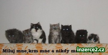 perská kotátka_1 172919_1.jpg
