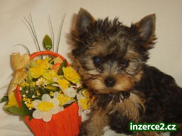Yorkshiure terrier s Pp_1 173160_1.jpg