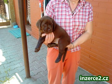 Labradorský retrívr_1 173215_1.jpg