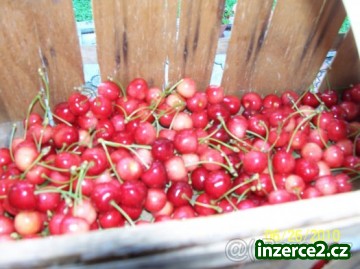 Třešně_1 173675_1.jpg
