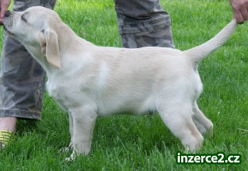 Labrador retriever - štěně - pejsek s PP_2 174526_2.jpg