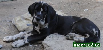 Německá doga černá a šedý tygr_1 174790_1.jpg