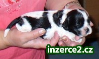 americký kokršpaněl_1 1747_1.jpg