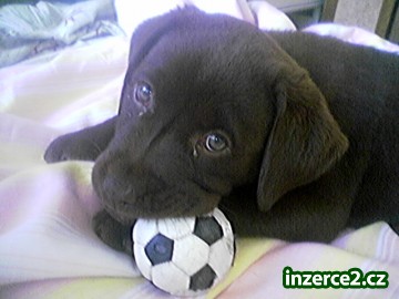 Labradorský retrívr odběr ihnet_1 175192_1.jpg