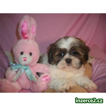 Shih Tzu štěňata pro přijetí_1 175202_1.jpg