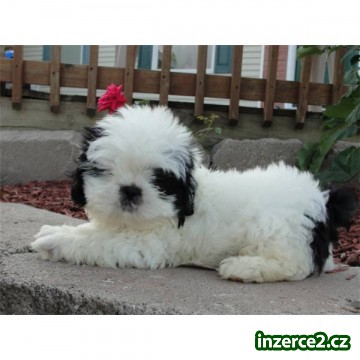 Shih Tzu štěňata pro přijetí_2 175202_2.jpg