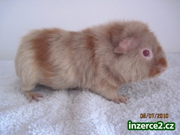 US-TEDDY S PP_1 175514_1.jpg
