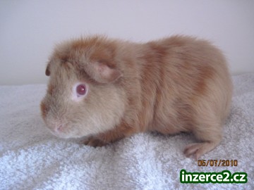 US-TEDDY S PP_2 175514_2.jpg