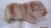US-TEDDY S PP 175514_t.jpg