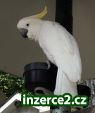 kakadu papoušků zdarma přijetí_1 175780_1.jpg