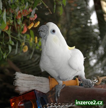 kakadu papoušků zdarma přijetí_2 175780_2.jpg