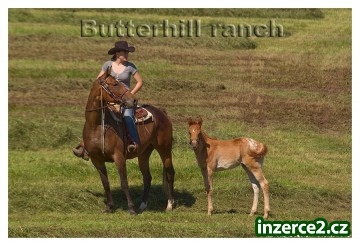 Appaloosa klisna 5 let s hříbátkem_2 176695_2.jpg