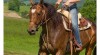 Appaloosa klisna 5 let s hříbátkem 176695_t.jpg