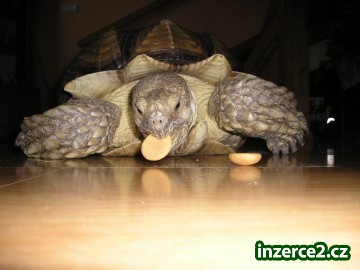 ŽELVA OSTRUHATÁ - geochelone sulcata_1 176920_1.jpg