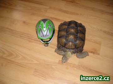 ŽELVA OSTRUHATÁ - geochelone sulcata_2 176920_2.jpg