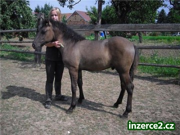 Hucul hřebeček_2 177866_2.jpg