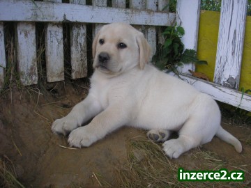 smetanové štěnátka labradorů s PP_2 178059_2.jpg