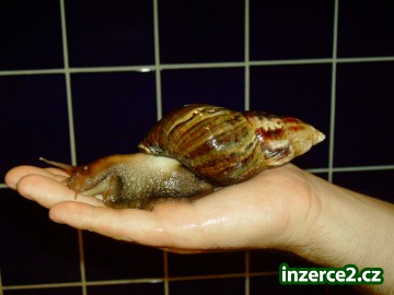ACHATINA RETICULATA_1 178220_1.jpg