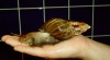 ACHATINA RETICULATA 178220_t.jpg