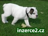 Bulldogs_1 178269_1.jpg