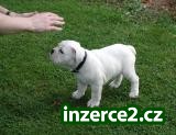 Bulldogs_2 178269_2.jpg