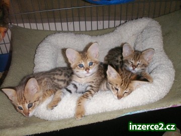 Úžasný Serval koťata, Savannah koťátka a Bengálsko Koťata na prodej._1 178503_1.jpg