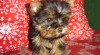 Jork terier MINI MINI 178840_t.jpg