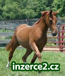 krásný irský sport koně, aby se_2 178848_2.jpg