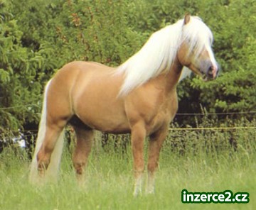 krásné hafflinger koně, aby se_1 178897_1.jpg
