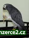 krásné africké šedá papoušci k rozdávat_2 178901_2.jpg