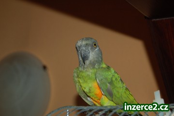 Papoušek Senegalský_1 178993_1.jpg