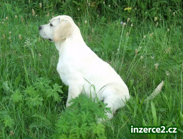 Labrador retriever - štřěně pejsek s PP_2 179077_2.jpg