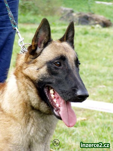 Belg.ovčak malinois_1 18044_1.jpg
