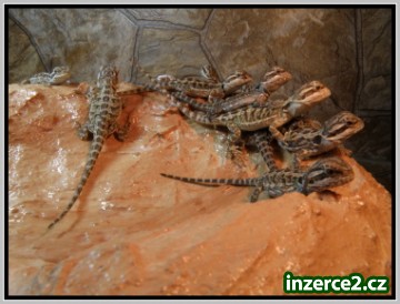 Agama vousatá_1 180936_1.jpg