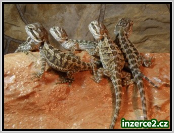 Agama vousatá_2 180936_2.jpg