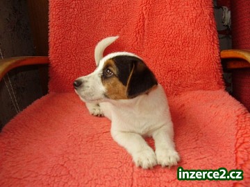 Úžasný Jack Russell Terrier_2 181663_2.jpg