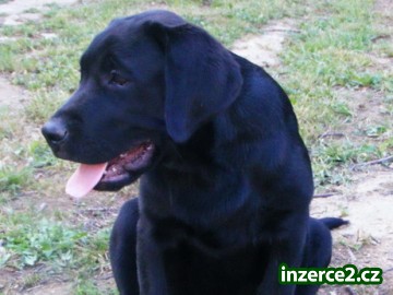 Labradorský retrívr - štěňata s PP_1 181704_1.jpg