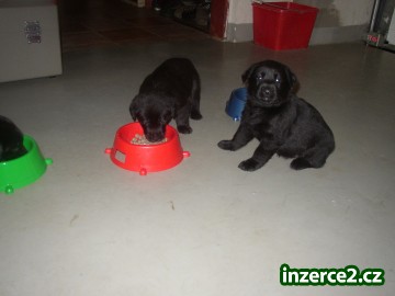 Štěně Labradorského Retrívra_1 181737_1.jpg