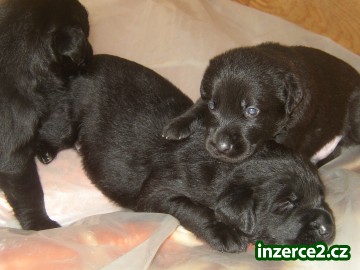 Štěně Labradorského Retrívra_2 181737_2.jpg