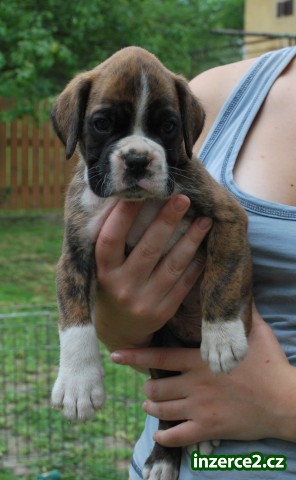 Boxer štěňata_1 181751_1.jpg