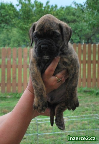 Boxer štěňata_2 181751_2.jpg