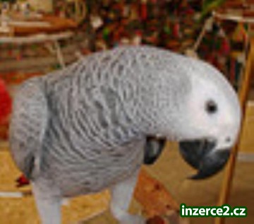 Samec a samice afrických Grey papoušci k dispozici_1 182357_1.jpg